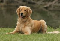 WI K9 SOS Image of Dex